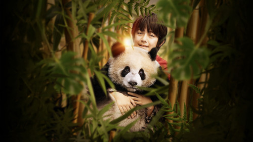 O Menino e o Panda